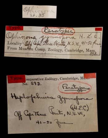 Media type: image;   Invertebrate Zoology OPH-593 Aspect: labels